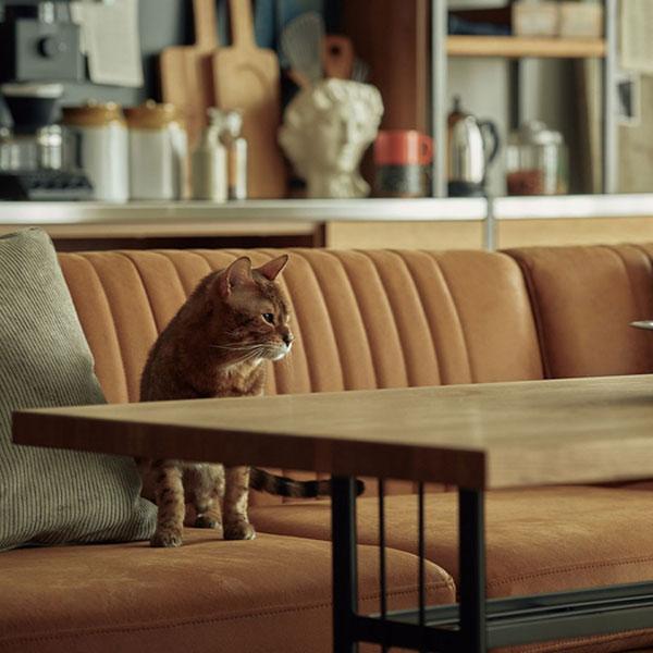 MALICEソファ キャメル/木脚 鉄脚 リビングダイニング ソファー