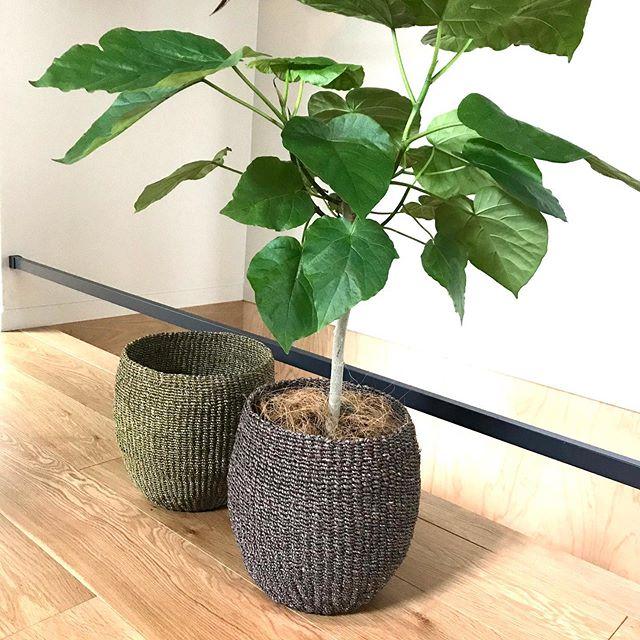 観葉植物　ディスプレイ籠カゴ 園芸ネット本店｜[ギフトに]ミニ観葉5種の寄せかごセット：PPラタン