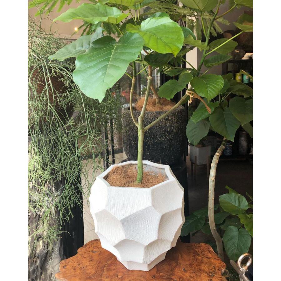 植物　植木鉢　鉢カバー　プランター　塊根植物　観葉植物 プランツカバー 鉢カバー 観葉植物 懸崖6号鉢用 植木鉢 底穴なし