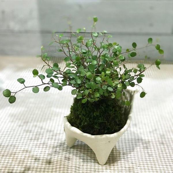 苔玉チェアー 苔玉 盆栽 信楽焼 かわいい 9072 手づくり家具 ウッドギャラリー樹 通販 Yahoo ショッピング