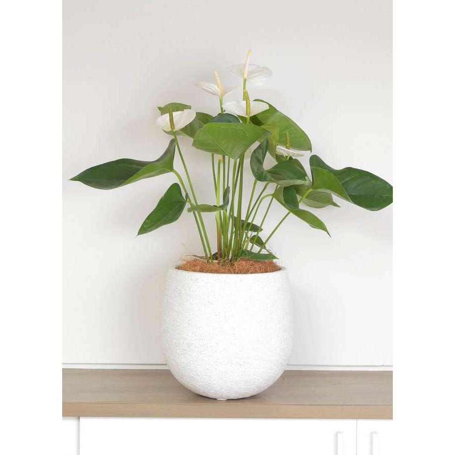 鉢カバー Eco Stone エコストーン 6号鉢用 ホワイト white 観葉植物