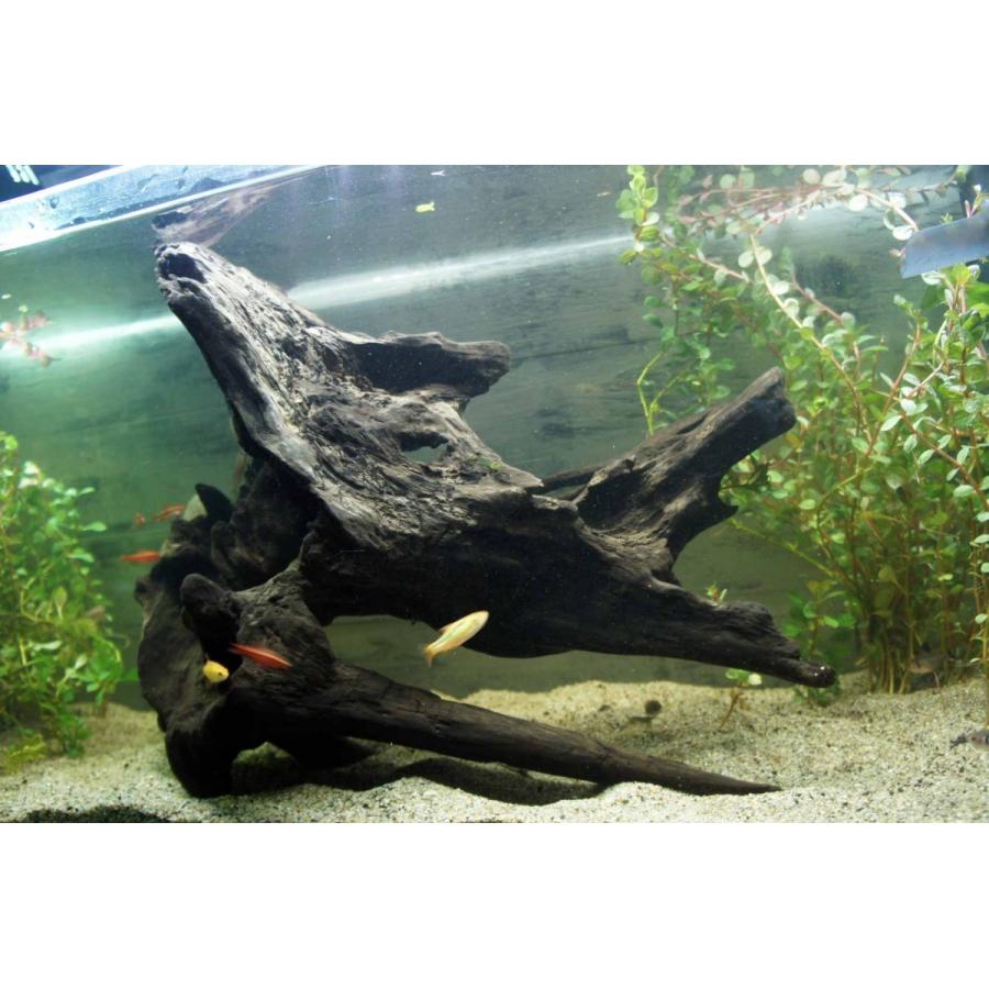 流木 アクアリウム 沈む流木 大型 熱帯魚 水槽 レイアウト アク抜き処理済 水草 ディスプレイ 天然 インテリア お洒落 Aqua1 Wood Drops 通販 Yahoo ショッピング