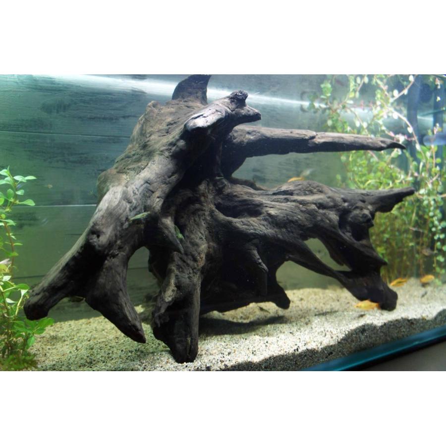 流木 アクアリウム 沈む流木 大型 熱帯魚 水槽 レイアウト アク抜き処理済 水草 ディスプレイ 天然 インテリア お洒落 Aqua1 Wood Drops 通販 Yahoo ショッピング
