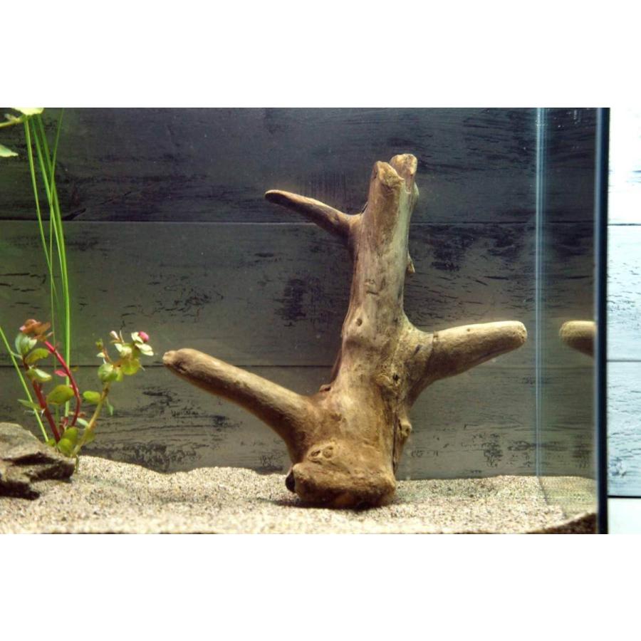 流木 沈む流木 アクアリウム 熱帯魚 水槽 レイアウト アク抜き処理済 水草 ディスプレイ 自然 インテリア メダカ 5 Aqua5 Wood Drops 通販 Yahoo ショッピング