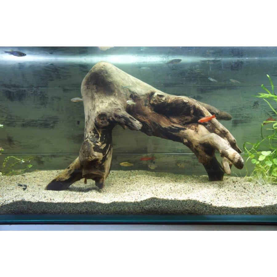 Wood Dropsの流木 アクアリウム 沈む流木 大型 熱帯魚 水槽 レイアウト アク抜き処理済 水草 ディスプレイ 自然 Aqua211ならyahoo ショッピング ランキングや口コミも豊富なネット通販 更にお得なpaypay残高も スマホアプリも充実で毎日どこから