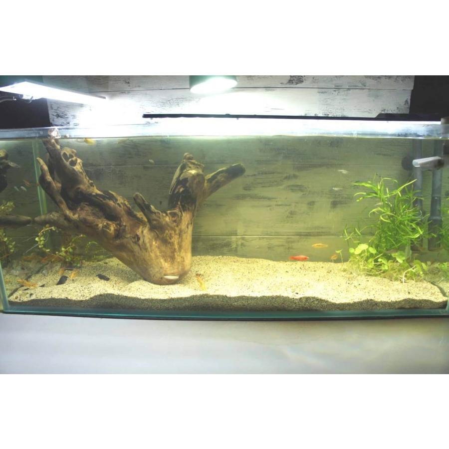 Wood Dropsの流木 アクアリウム 沈む流木 大型 熱帯魚 水槽 レイアウト アク抜き処理済 水草 ディスプレイ 自然 Aqua211ならyahoo ショッピング ランキングや口コミも豊富なネット通販 更にお得なpaypay残高も スマホアプリも充実で毎日どこから