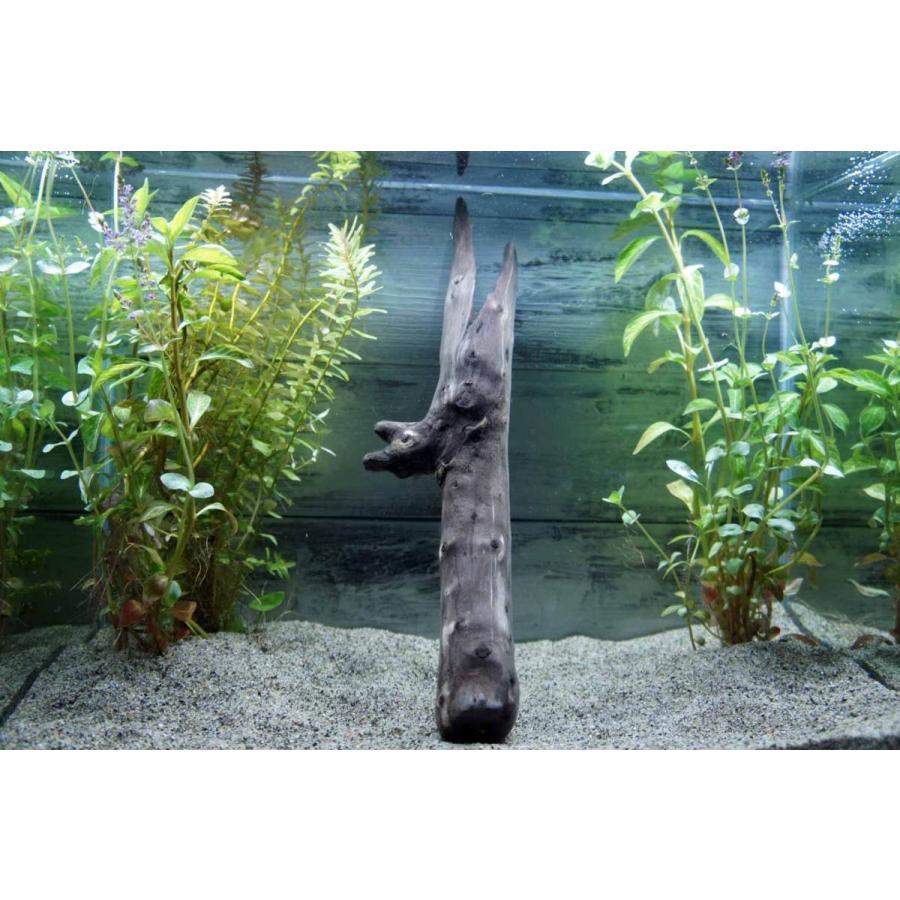 流木 沈む流木 アクアリウム 熱帯魚 水槽 レイアウト アク抜き処理済 水草 ディスプレイ 3本セット 約 31cm Aqua216 Wood Drops 通販 Yahoo ショッピング
