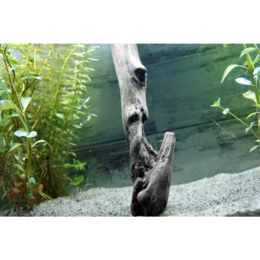 流木 沈む流木 アクアリウム 熱帯魚 水槽 レイアウト アク抜き処理済 水草 ディスプレイ 3本セット 約 31cm Aqua216 Wood Drops 通販 Yahoo ショッピング