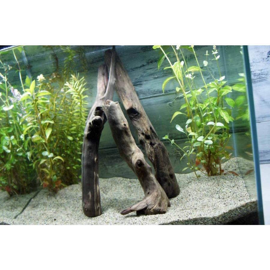 流木 沈む流木 アクアリウム 熱帯魚 水槽 レイアウト アク抜き処理済 水草 ディスプレイ 3本セット 約 31cm インテリア Aqua216 Wood Drops 通販 Yahoo ショッピング