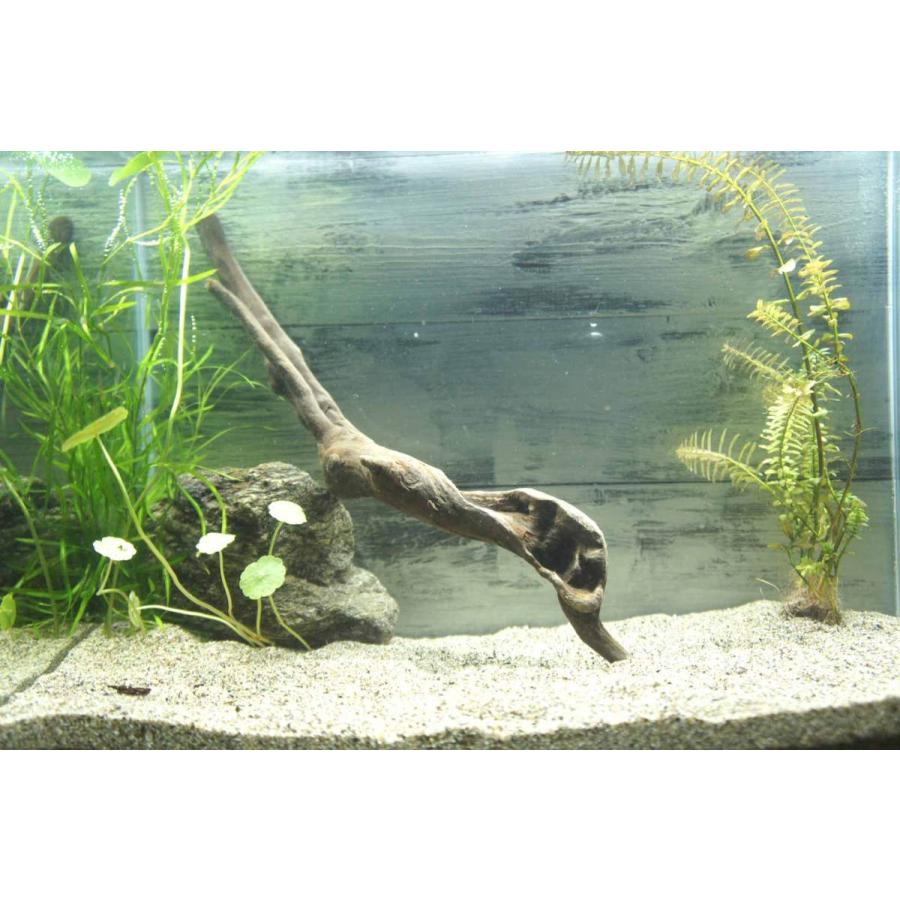 流木 沈む流木 アクアリウム 熱帯魚 水槽 レイアウト アク抜き処理済 水草 ディスプレイ 2本セット 約27 32cm Aqua241 Wood Drops 通販 Yahoo ショッピング