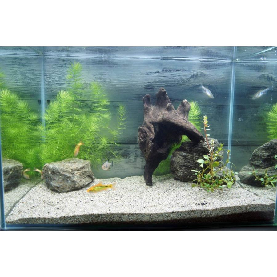 流木 あく抜き処理済 水槽 アクアリウム 熱帯魚 メダカ ベタ レイアウト すぐに沈む 水草 ディスプレイ 自然 おしゃれ インテリア 255 Aqua255 Wood Drops 通販 Yahoo ショッピング