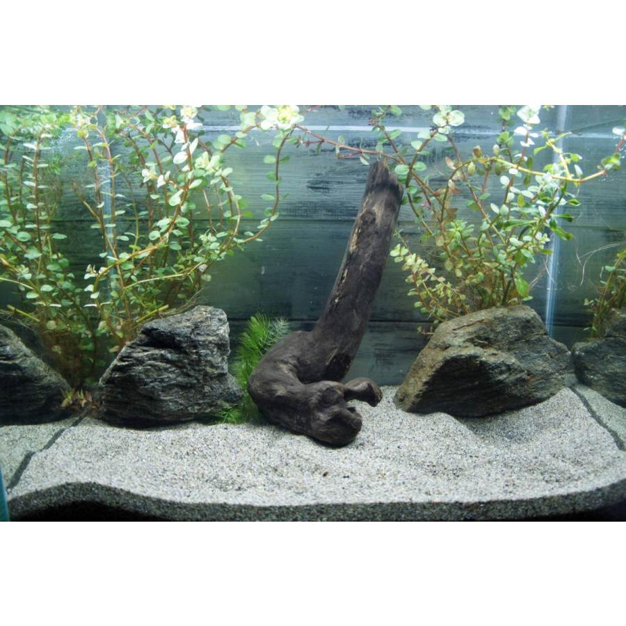 アクアリウム流木 熱帯魚 アク抜き処理済 水槽レイアウト すぐに沈む 水草 ディスプレイ 自然 オシャレ インテリア メダカ 307 Aqua307 Wood Drops 通販 Yahoo ショッピング