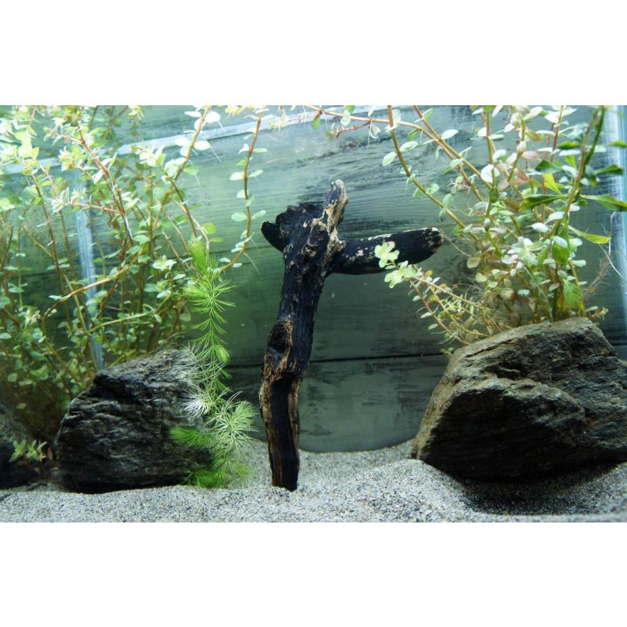 アクアリウム流木 熱帯魚 アク抜き処理済 水槽レイアウト すぐに沈む 水草 ディスプレイ 自然 オシャレ インテリア メダカ 313 Aqua313 Wood Drops 通販 Yahoo ショッピング