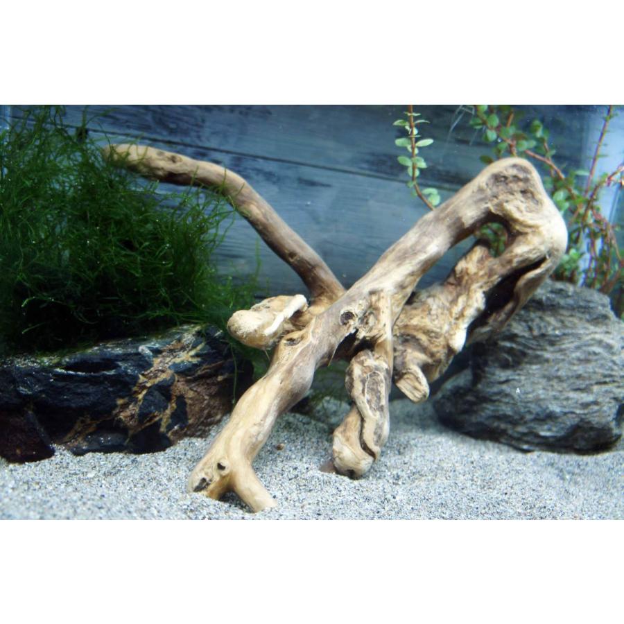 ラッピング不可 天然流木797 アク抜き処理済 沈水処理済 テラリウム 水槽レイアウト 魚用品 水草