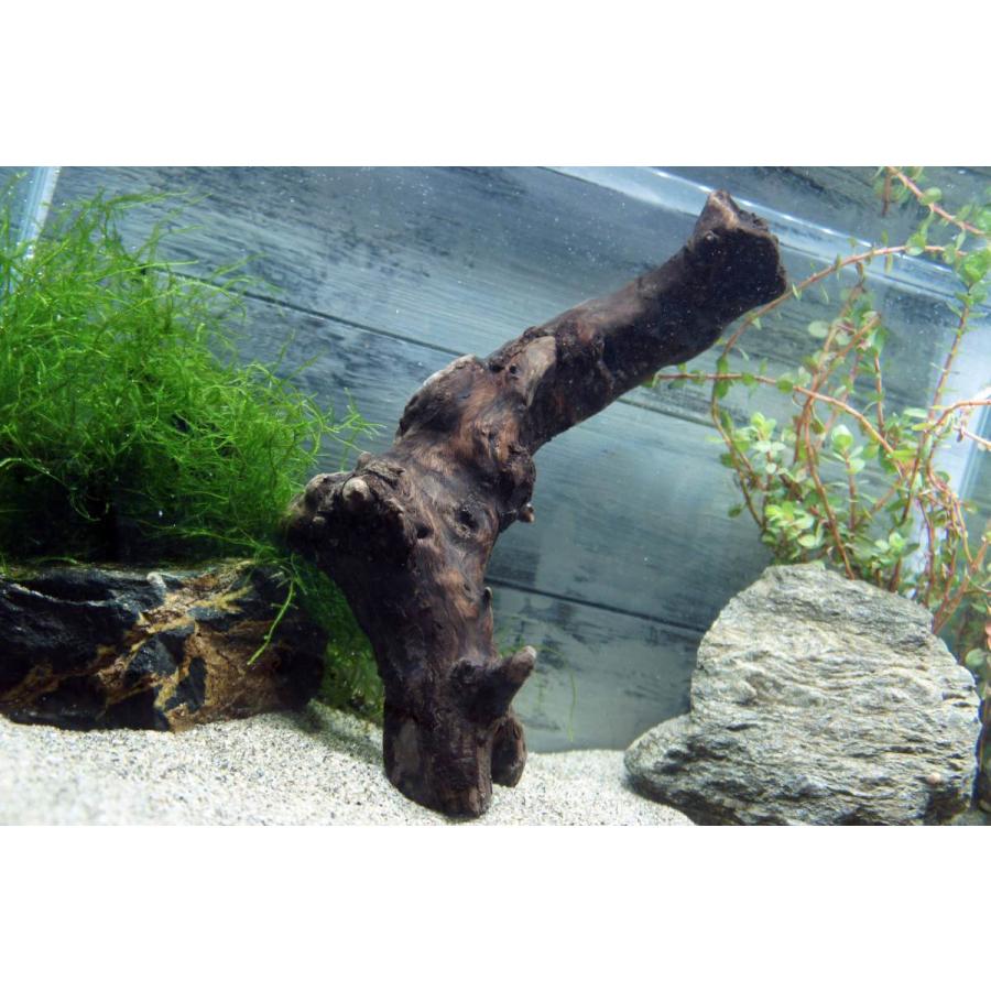 訳ありセール 全国送料無料 ニッソー 自然流木 ミニ Shipsctc Org