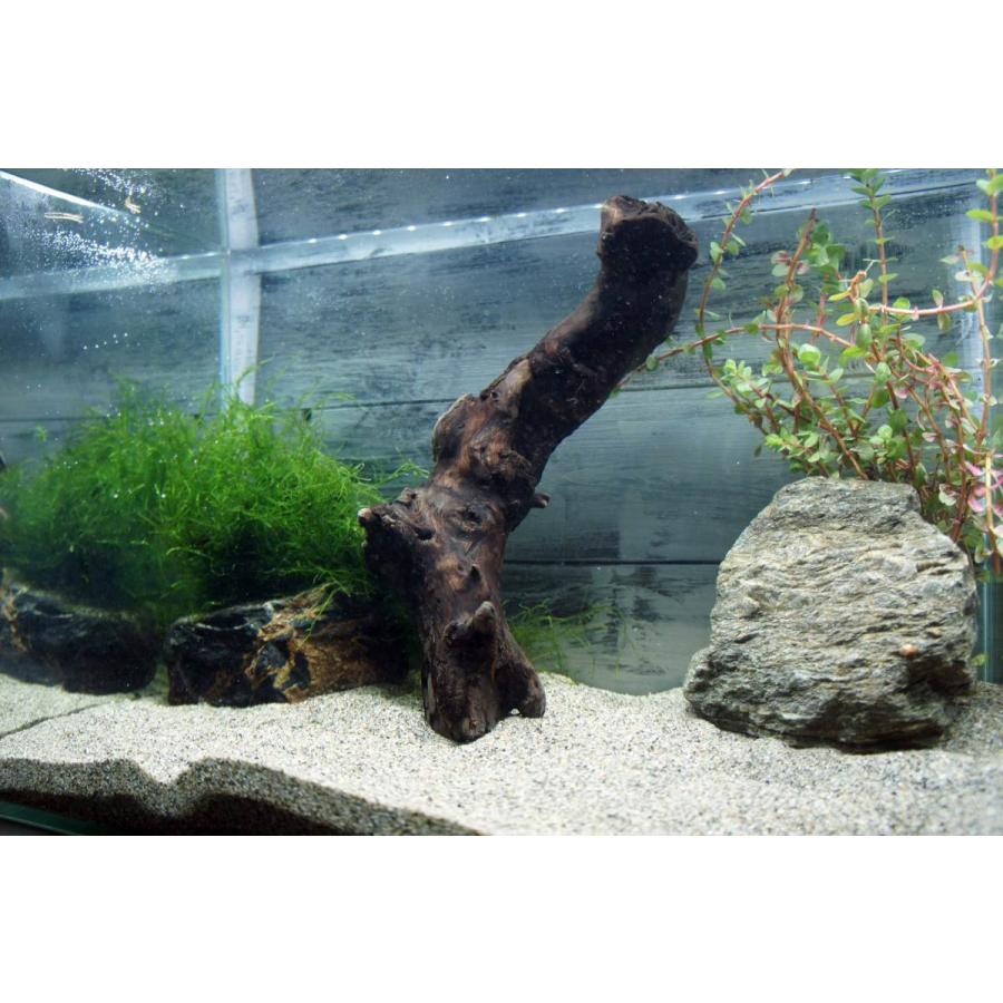 流木 すぐに沈む流木 アクアリウム 熱帯魚 水槽 レイアウト あく抜き処理済 水草 ディスプレイ メダカ 330 Aqua330 Wood Drops 通販 Yahoo ショッピング