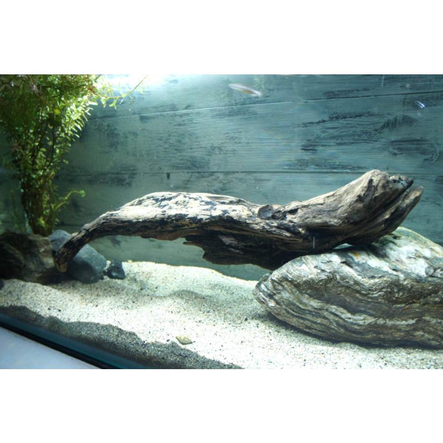 流木 あく抜き処理済 水槽 アクアリウム 熱帯魚 レイアウト すぐに沈む 水草 ディスプレイ 自然 おしゃれ インテリア メダカ 336 Aqua336 Wood Drops 通販 Yahoo ショッピング