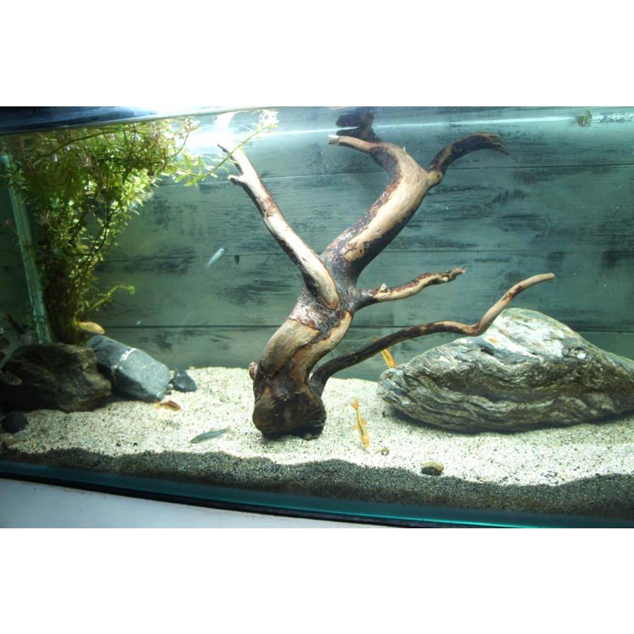 アクアリウム流木 熱帯魚 アク抜き処理済 水槽レイアウト すぐに沈む 水草 ディスプレイ 自然 オシャレ インテリア メダカ 337 Aqua337 Wood Drops 通販 Yahoo ショッピング