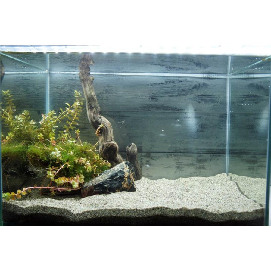 ベタ 水槽 おしゃれ レイアウト用品 水槽 アクアリウム用品 の商品一覧 熱帯魚 アクアリウム用品 ペット用品 生き物 通販 Yahoo ショッピング