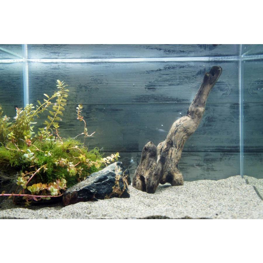 流木 アクアリウム あく抜き処理済 ディスプレイ レイアウト 水槽 熱帯魚 メダカ すぐに沈む 水草 自然 おしゃれ インテリア 342 Aqua342 Wood Drops 通販 Yahoo ショッピング