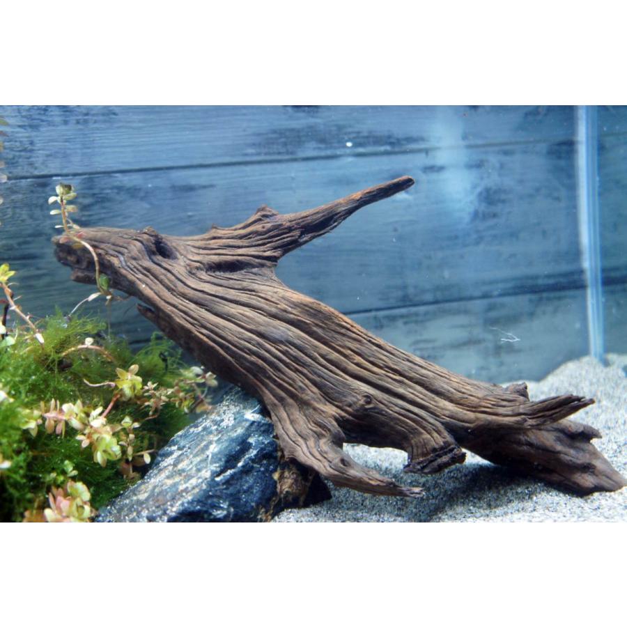 お求めやすく価格改定 特大 アクアリウム用流木 あく抜き 沈下確認済 魚用品 水草 Www Indiashopps Com
