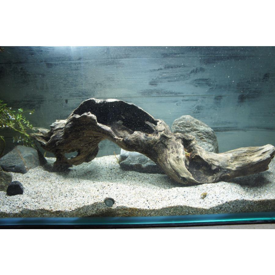 超大型流木 水槽用 アクアリウム③ Amazon.co.jp: majoywoo 天然大型