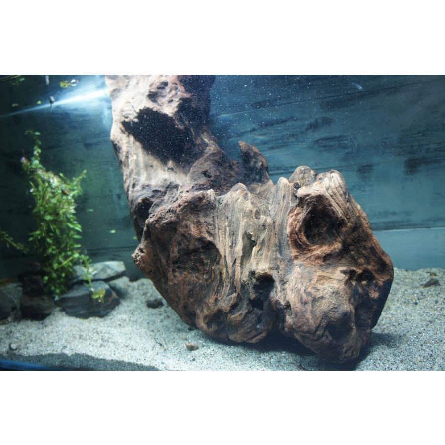 流木 大型 アクアリウム あく抜き処理済 レイアウト 水槽 熱帯魚