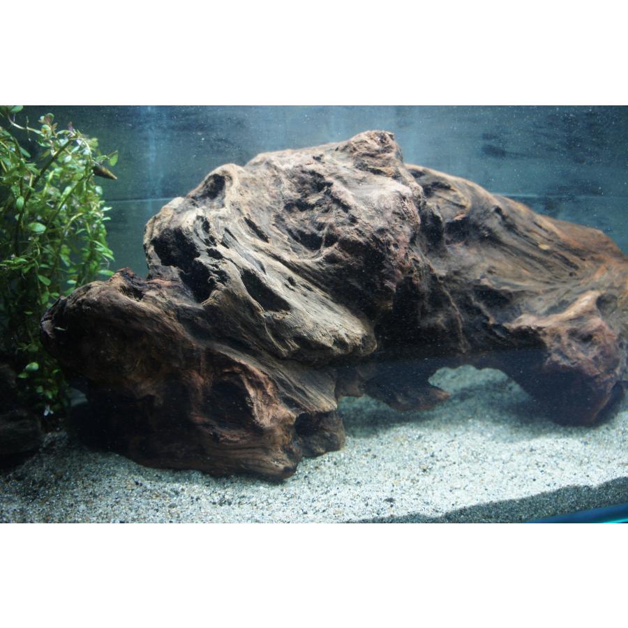 大きめな流木　アクアリウム アクアリウム 流木 特大サイズ おいしく