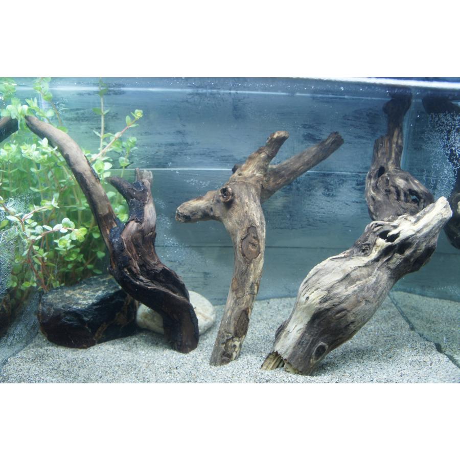 アク抜き済‼️ダークブラウン流木 水槽用