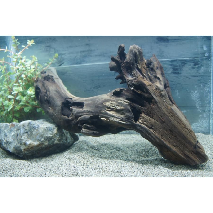 【北海道産】アク抜き済み流木 アクアリウム・テラリウム・インテリア・DIY素材 北海道産】アク抜き済み流木 アクアリウム・テラリウム