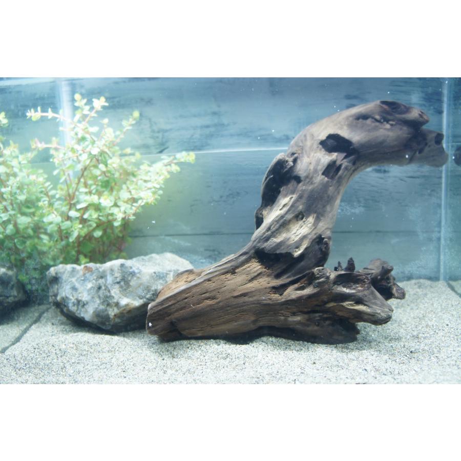 あく抜き不要！水に沈む状態でお届けします』アクアリウム 流木