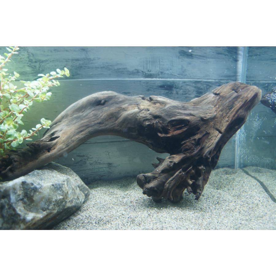 【北海道産】アク抜き済み流木 アクアリウム・テラリウム・インテリア アクアリウム 流木 ーVer2ー 形状お任せタイプ 21〜25cm 水槽
