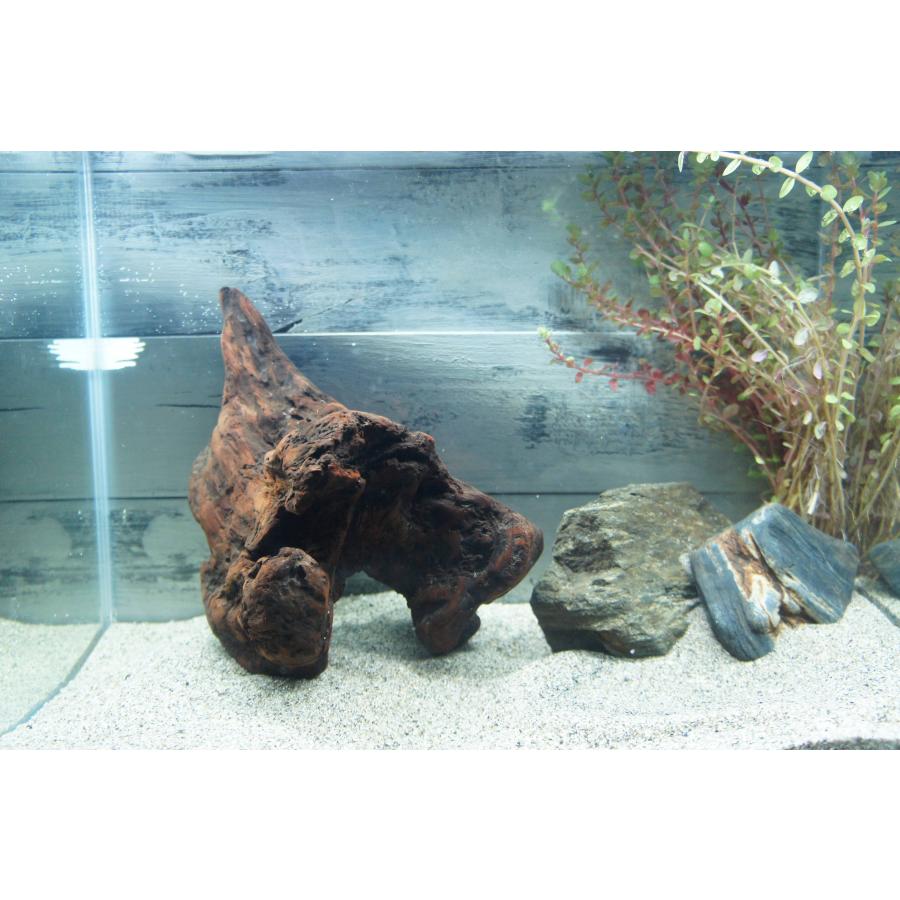 あく抜き不要！水に沈む状態でお届けします』アクアリウム 流木 あく