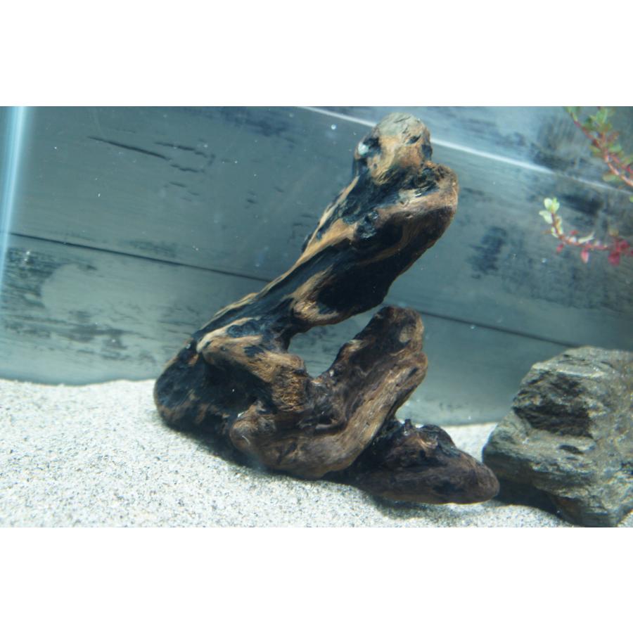 あく抜き不要！水に沈む状態でお届けします』アクアリウム 流木