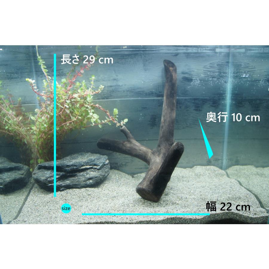 あく抜き不要！水に沈む状態でお届けします』アクアリウム 流木 あく