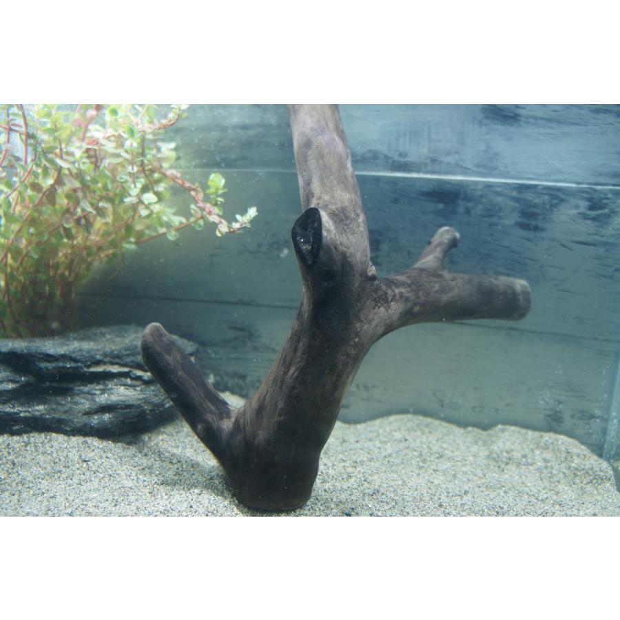 あく抜き不要！水に沈む状態でお届けします』アクアリウム 流木 あく