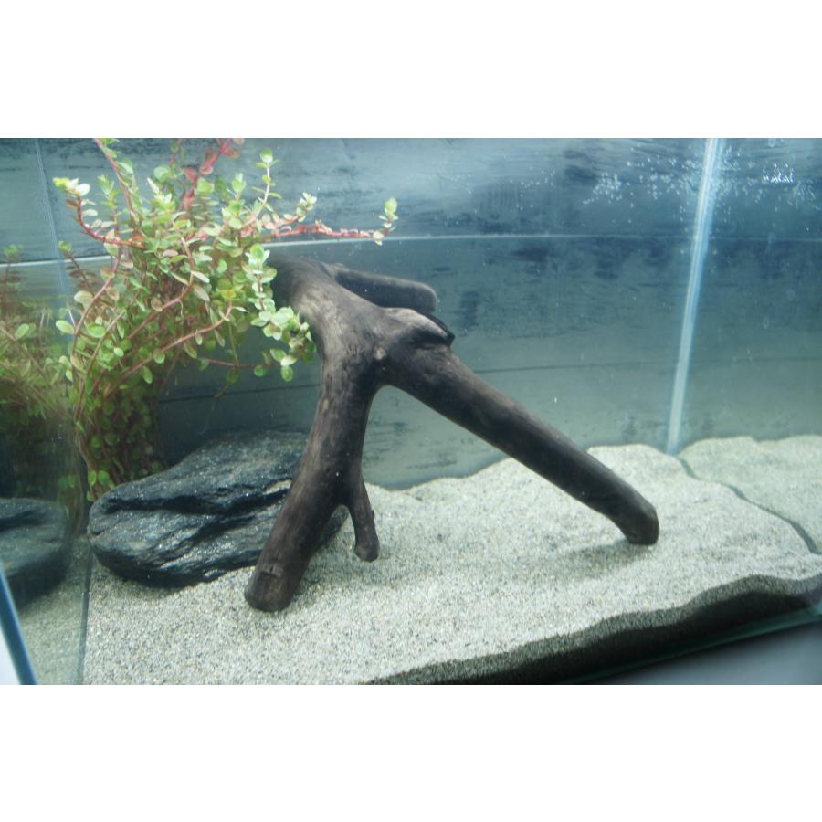 アク抜き不要！水に沈む状態でお届けします大型流木 アクアリウム 水槽
