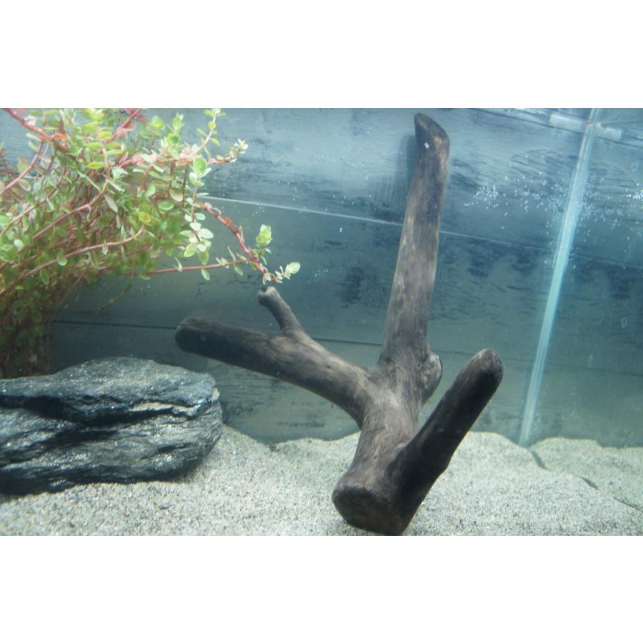 あく抜き不要！水に沈む状態でお届けします』アクアリウム 流木 あく