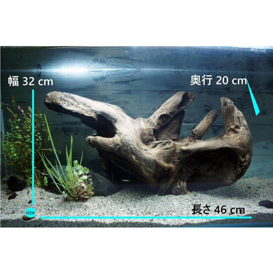 あく抜き不要！水に沈む状態でお届けします』アクアリウム 流木