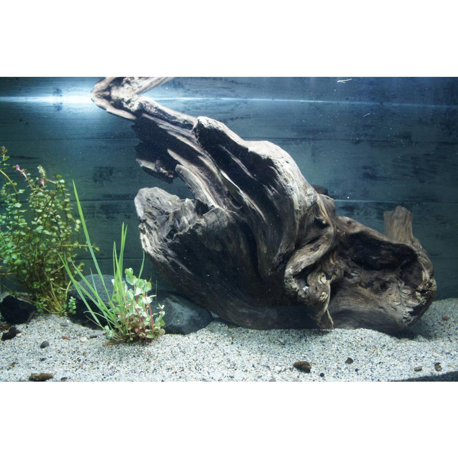 あく抜き不要！水に沈む状態でお届けします』アクアリウム 流木 大型