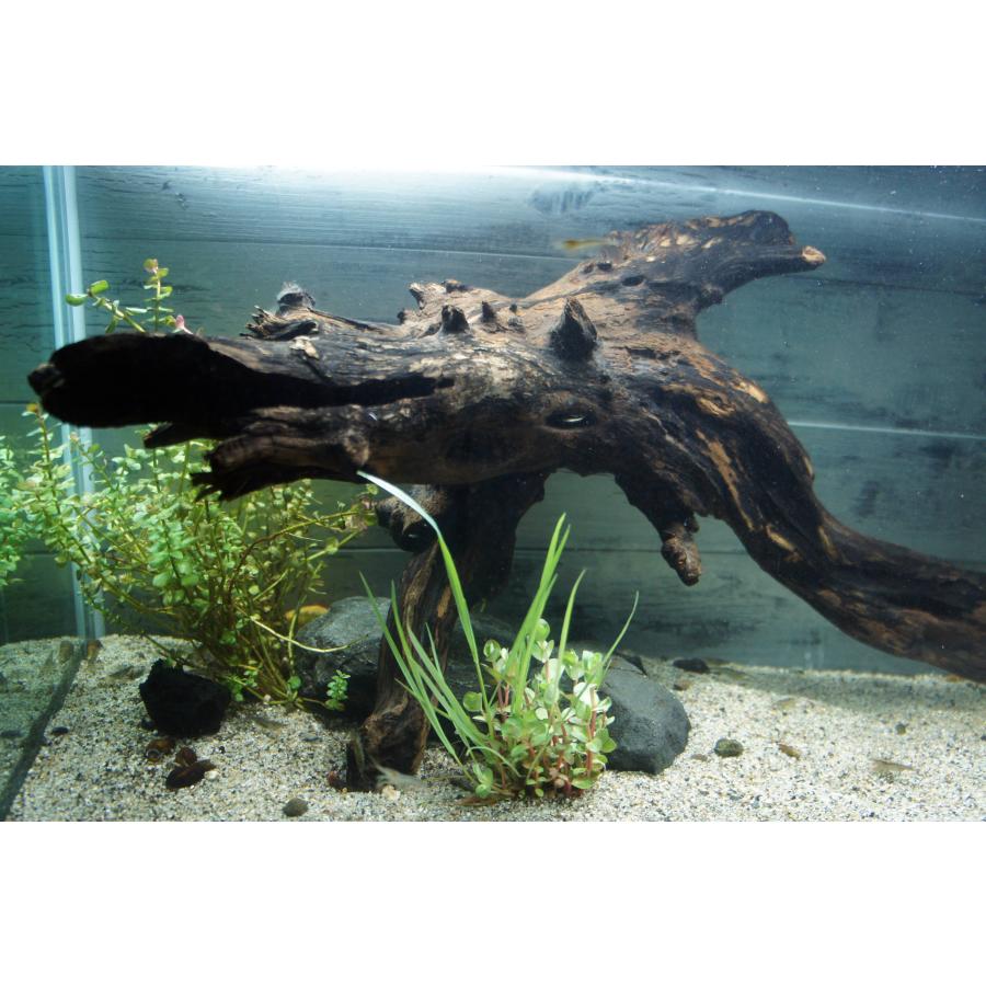 あく抜き不要！水に沈む状態でお届けします』アクアリウム 流木 大型