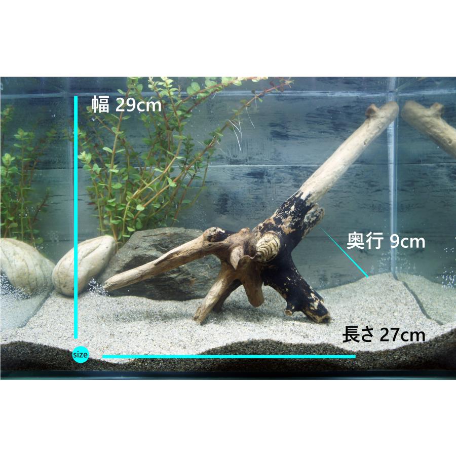 あく抜き不要！水に沈む状態でお届けします』アクアリウム 流木 あく