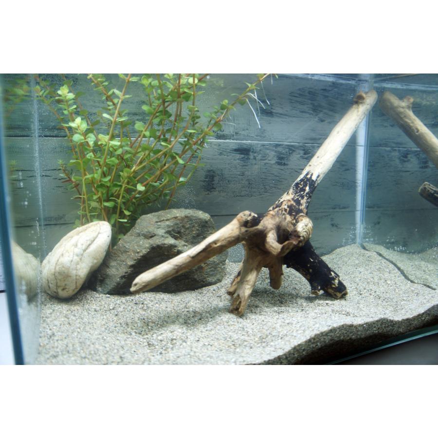 あく抜き不要！水に沈む状態でお届けします』アクアリウム 流木 あく