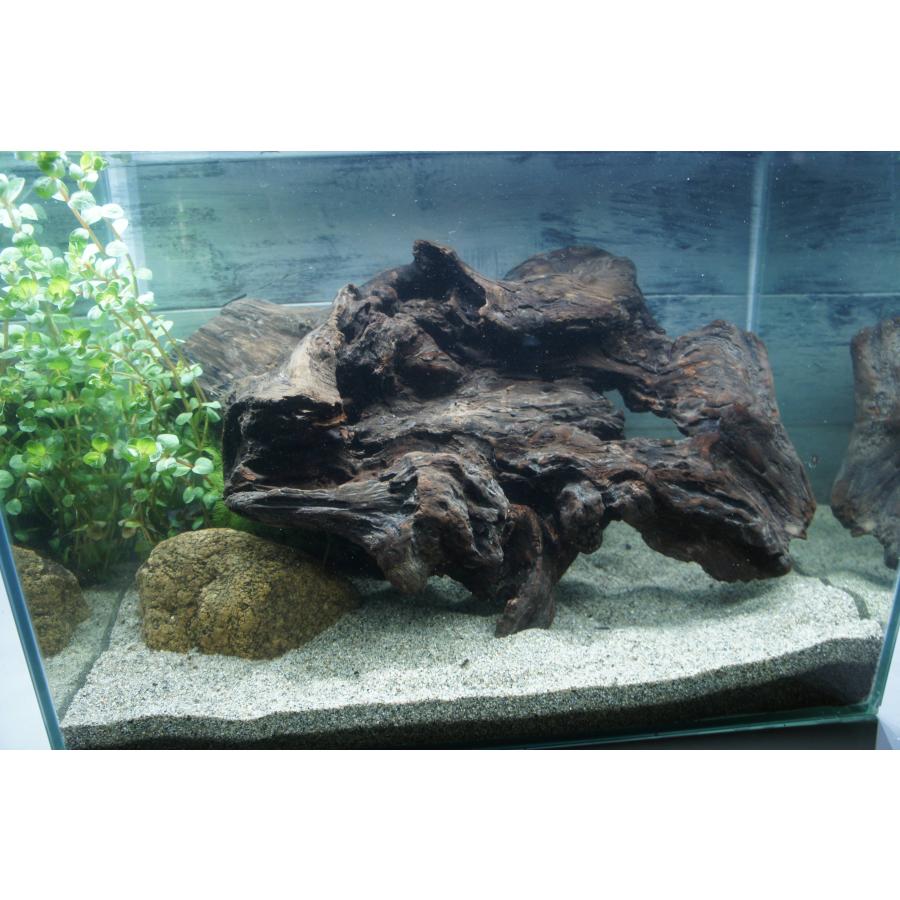 あく抜き不要！水に沈む状態でお届けします』アクアリウム 流木 あく