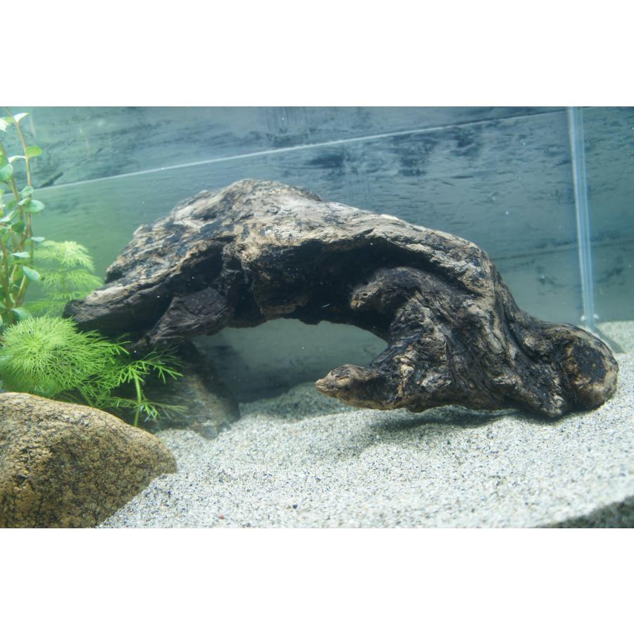 あく抜き不要！水に沈む状態でお届けします』アクアリウム 流木 あく
