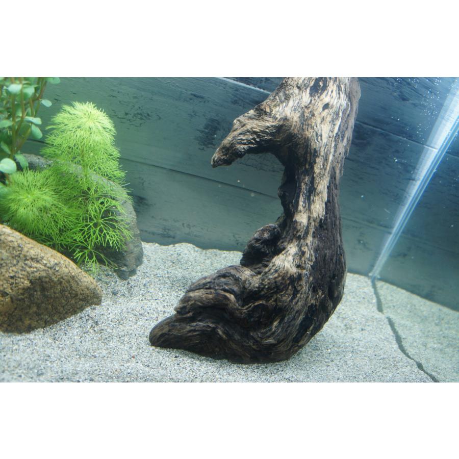 あく抜き不要！水に沈む状態でお届けします』アクアリウム 流木 あく