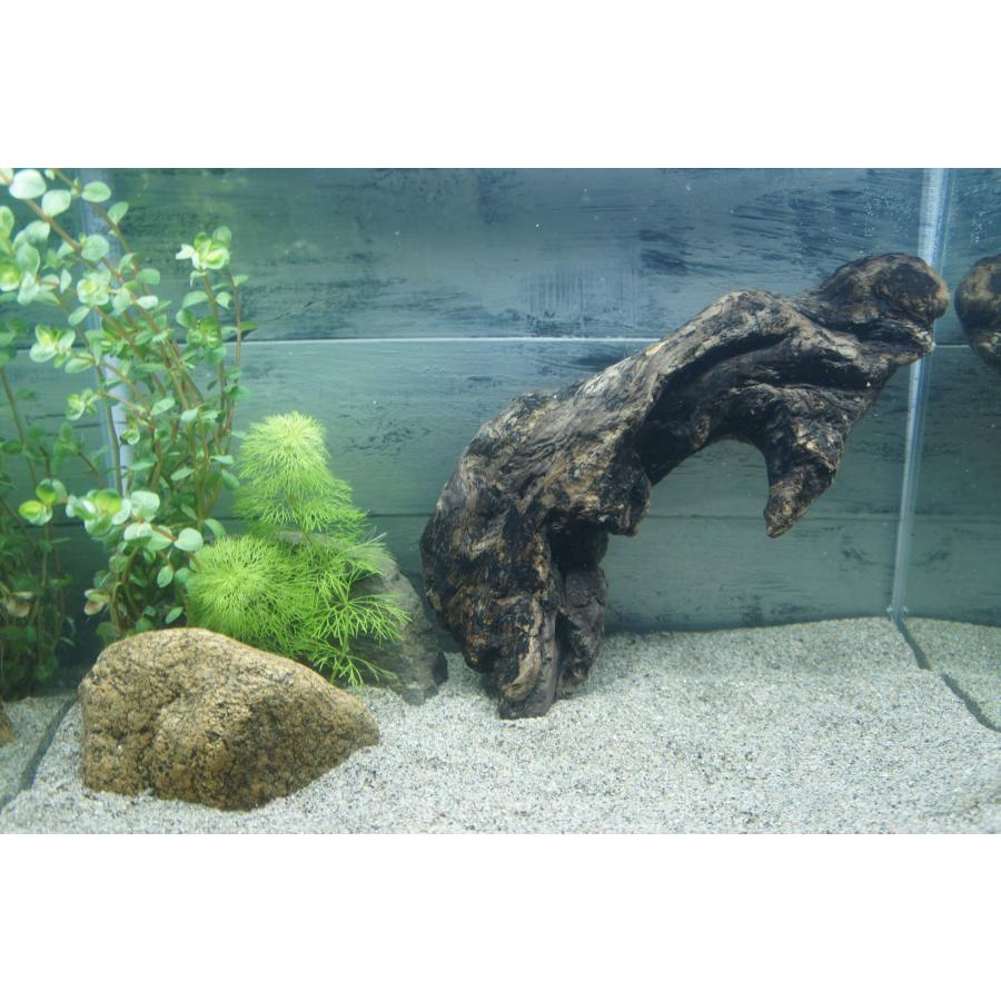 あく抜き不要！水に沈む状態でお届けします』アクアリウム 流木 あく