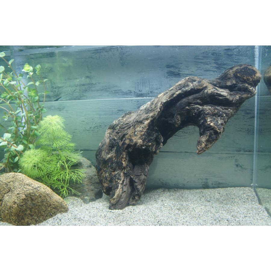 あく抜き不要！水に沈む状態でお届けします』アクアリウム 流木 あく