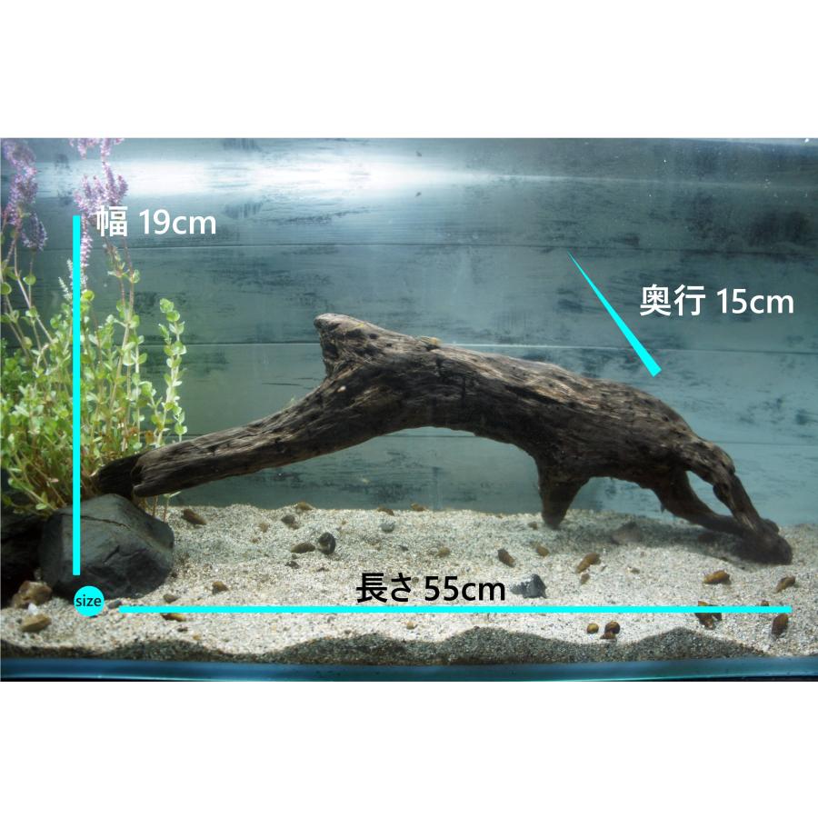 あく抜き不要！水に沈む状態でお届けします』アクアリウム 流木 大型