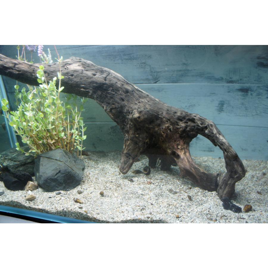 あく抜き不要！水に沈む状態でお届けします』アクアリウム 流木 大型